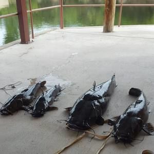 Meet your Posher, Jerry